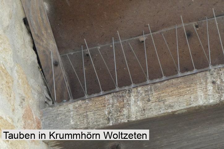 Tauben in Krummhörn Woltzeten